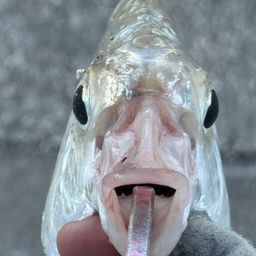 セダカクロサギ