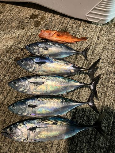 スマガツオの釣果