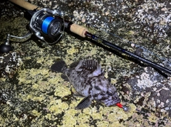 ムラソイの釣果