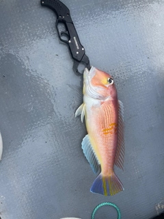 アマダイの釣果