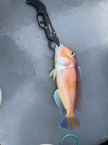 アマダイの釣果