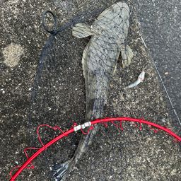 マゴチ