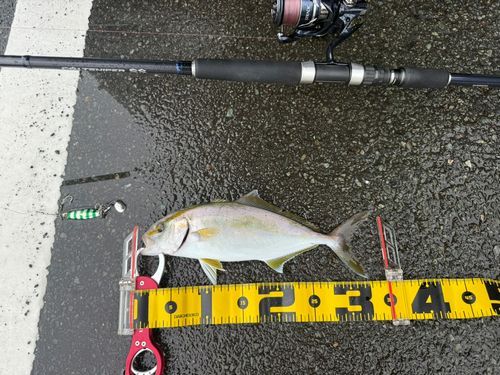 シオの釣果
