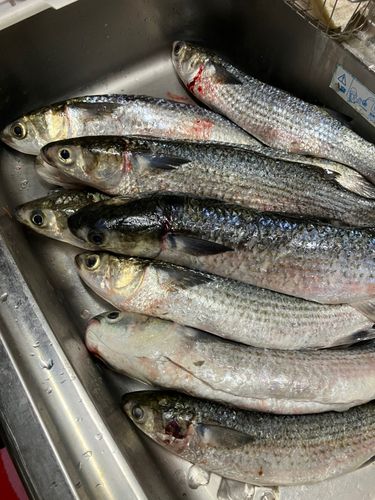 ボラの釣果