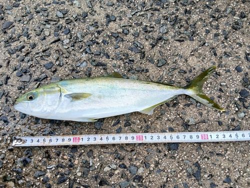 ヒラマサの釣果