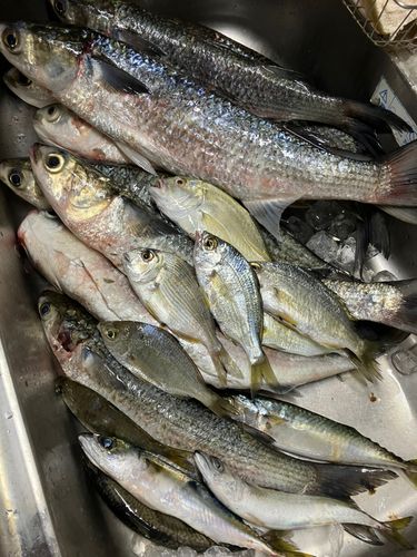 ボラの釣果