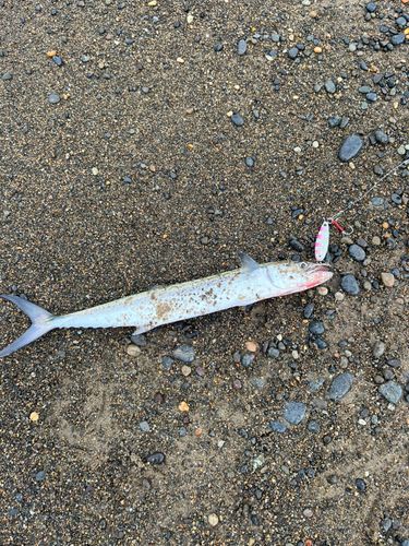 サワラの釣果