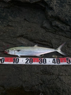 サゴシの釣果