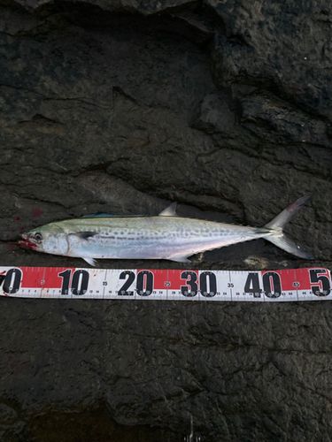 サゴシの釣果