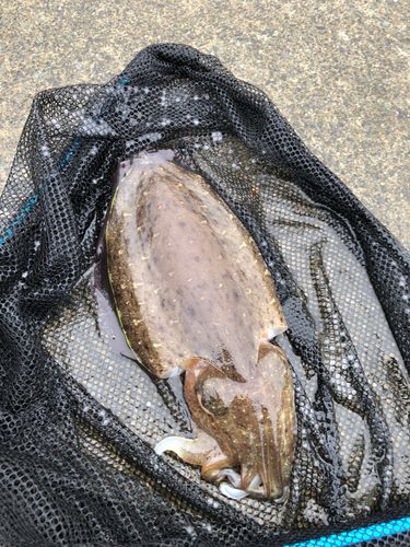 コウイカの釣果