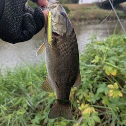 スモールマウスバス