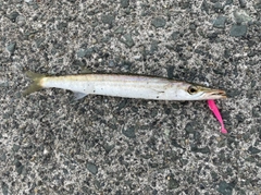 カマスの釣果