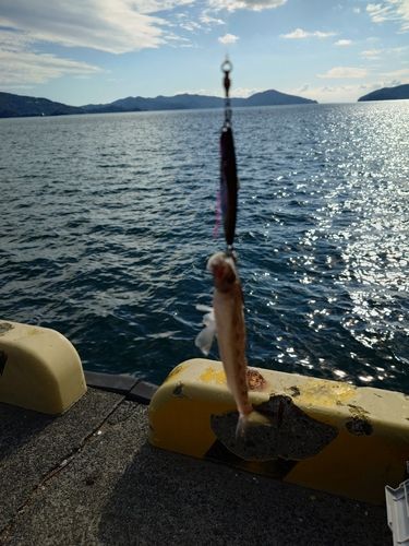 笠戸湾