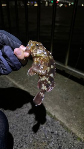 常滑りんくう釣り護岸
