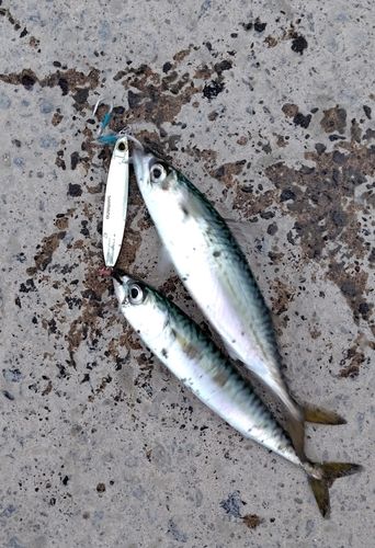 サバの釣果
