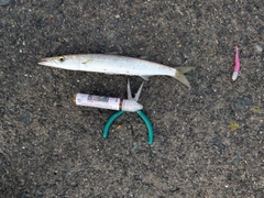 カマスの釣果