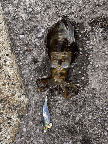 アオリイカの釣果