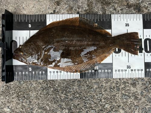 ソゲの釣果