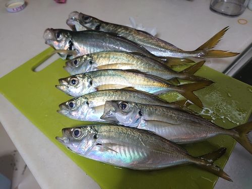 マアジの釣果