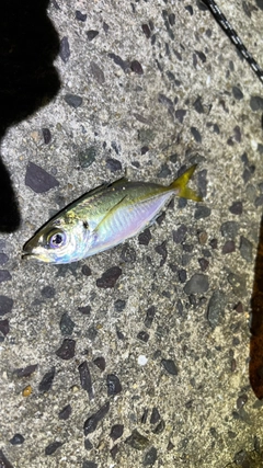 マアジの釣果