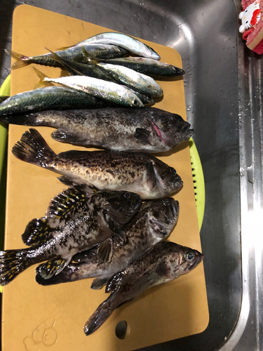 クロソイの釣果