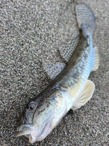 ハゼの釣果