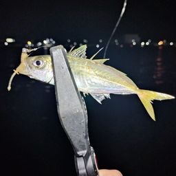 アジ