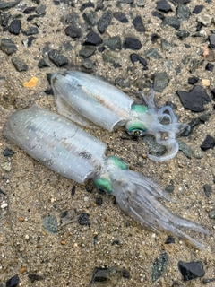 アオリイカの釣果