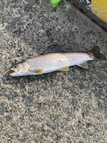 アメマスの釣果