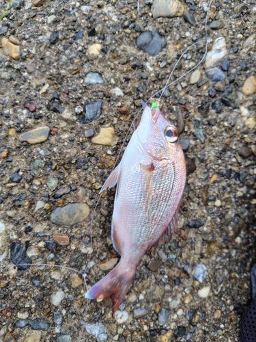 チャリコの釣果