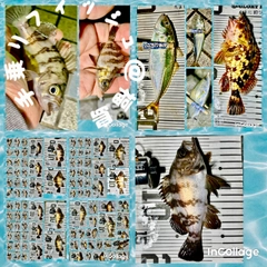 メバルの釣果