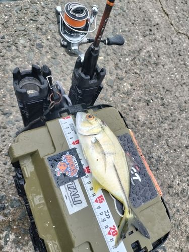 メッキの釣果