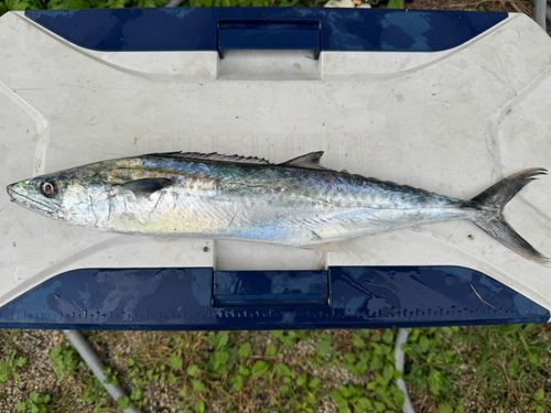 サゴシの釣果