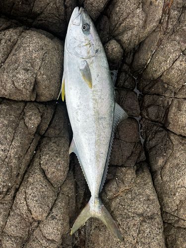 ヒラマサの釣果