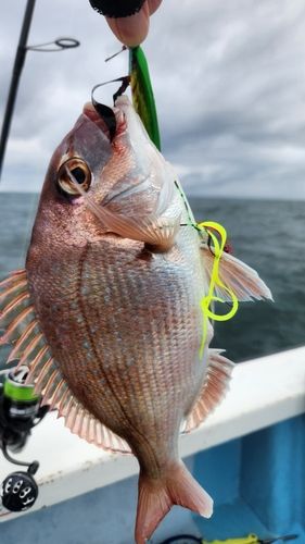 マダイの釣果