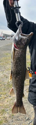 アメマスの釣果