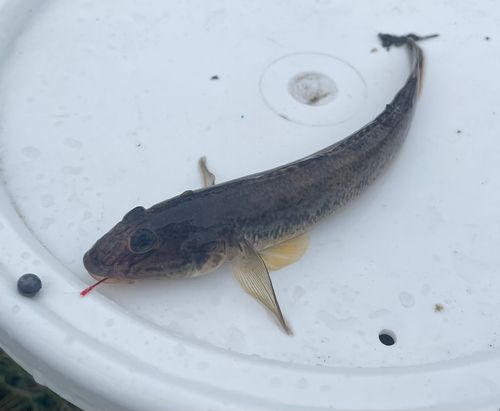 マハゼの釣果