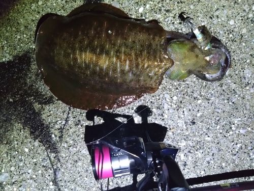 アオリイカの釣果
