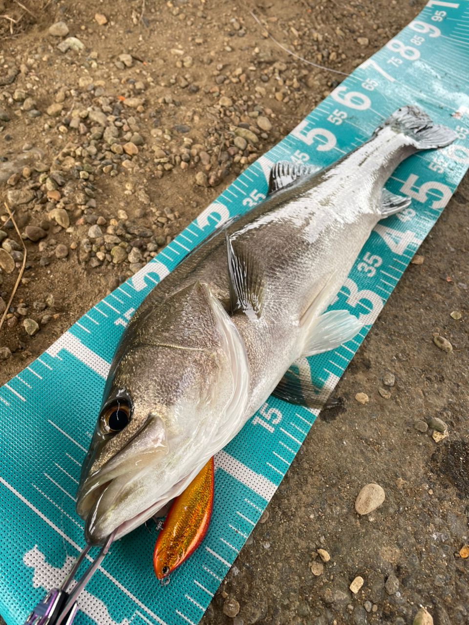 GCRAFT セブンセンスTR モンスタージェティ MJS-1002-TRの最安値