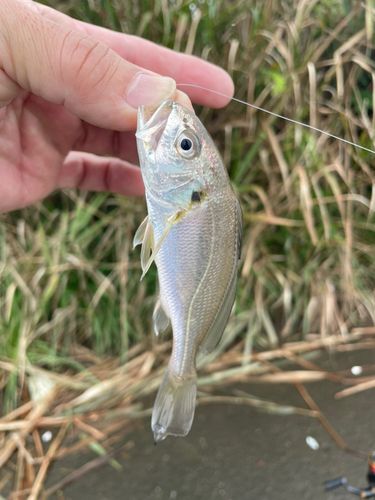 シログチの釣果