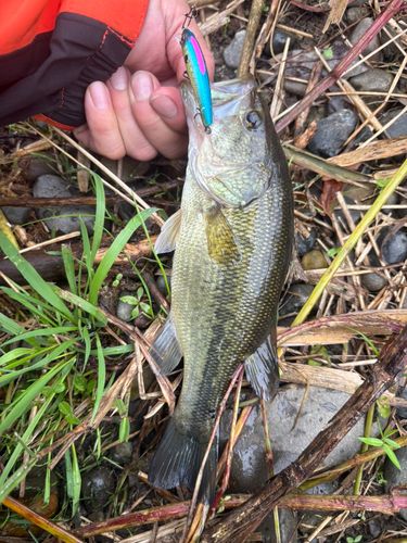 ラージマウスバスの釣果
