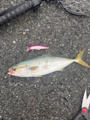 ヤズの釣果