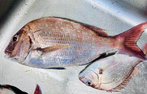 タイの釣果