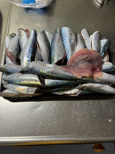 サバの釣果
