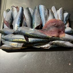 サバ