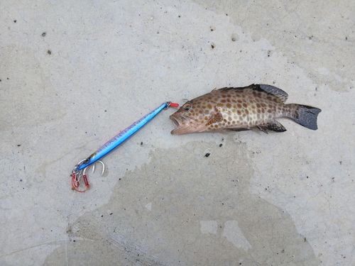 オオモンハタの釣果
