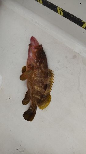 キジハタの釣果