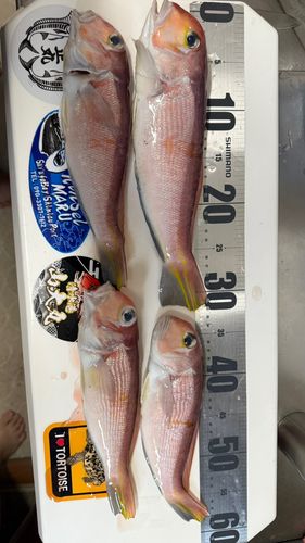 アマダイの釣果