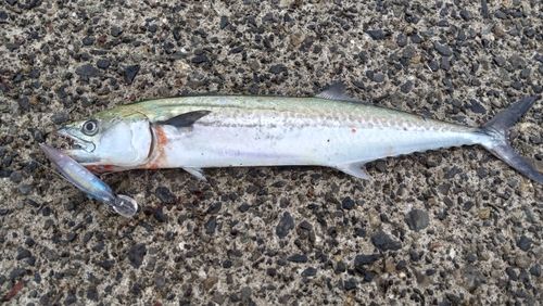 サゴシの釣果