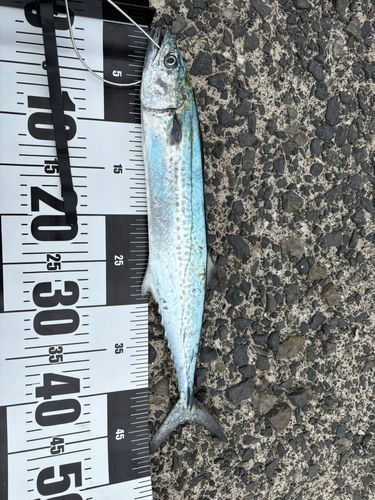 サゴシの釣果